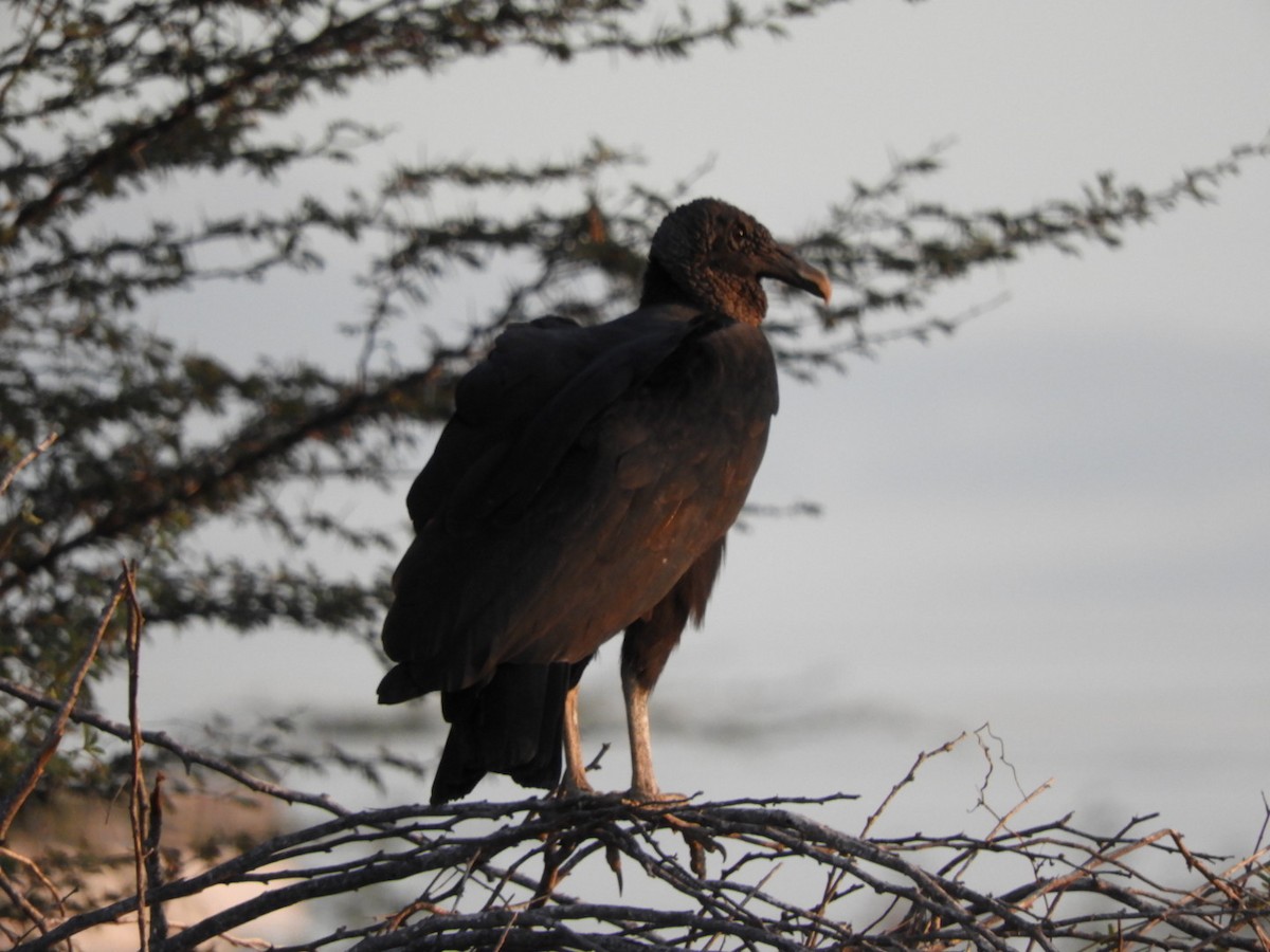 Black Vulture - ML646347543