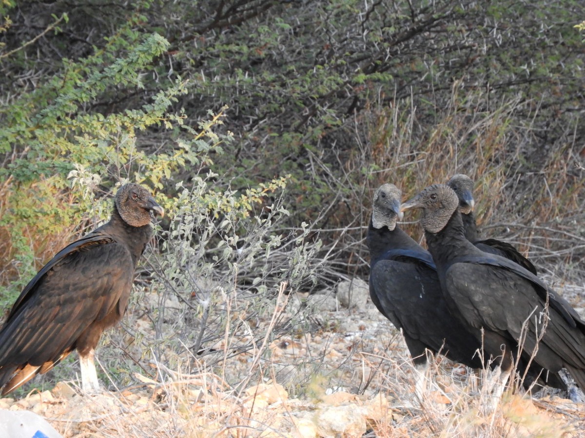 Black Vulture - ML646347544