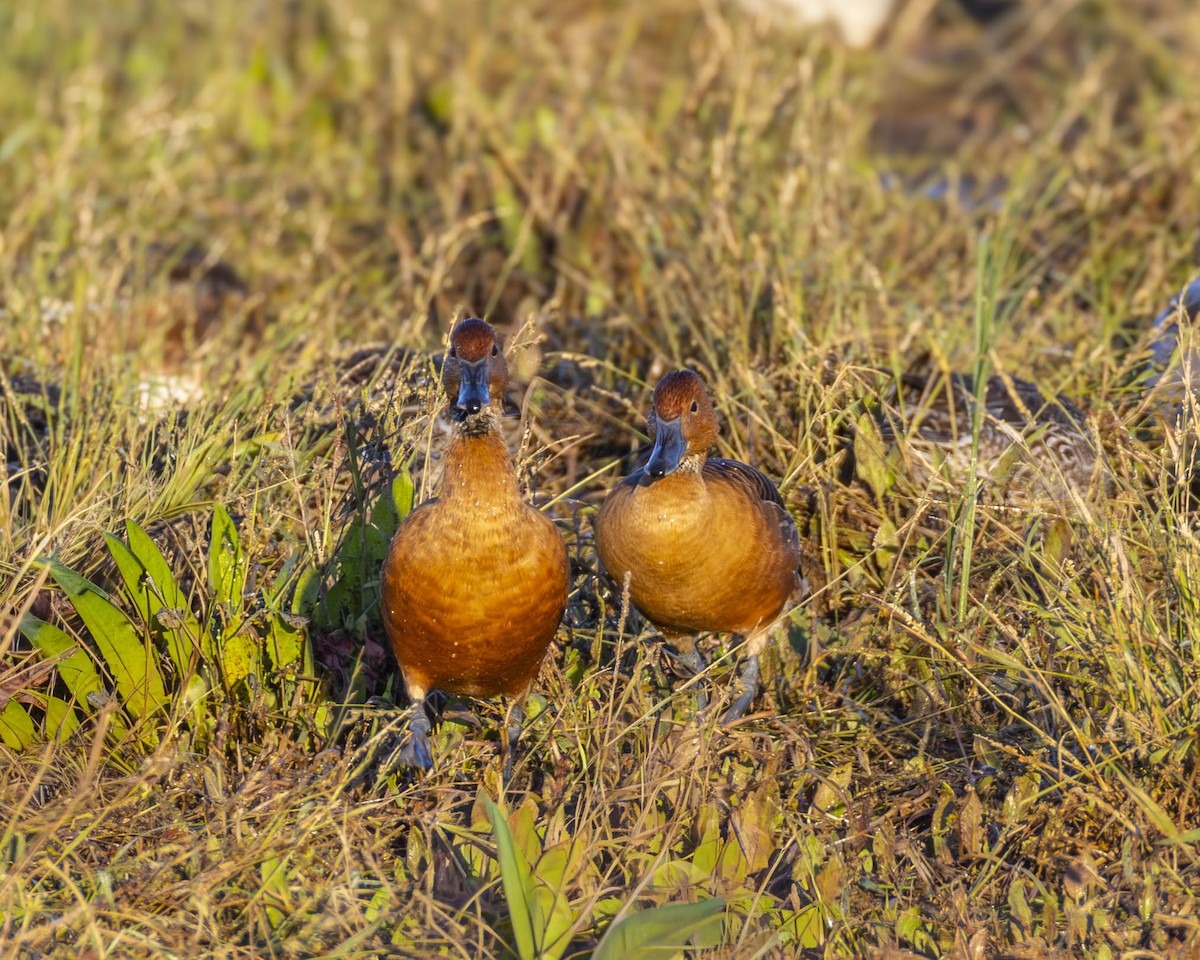 husička bažinná - ML646347547