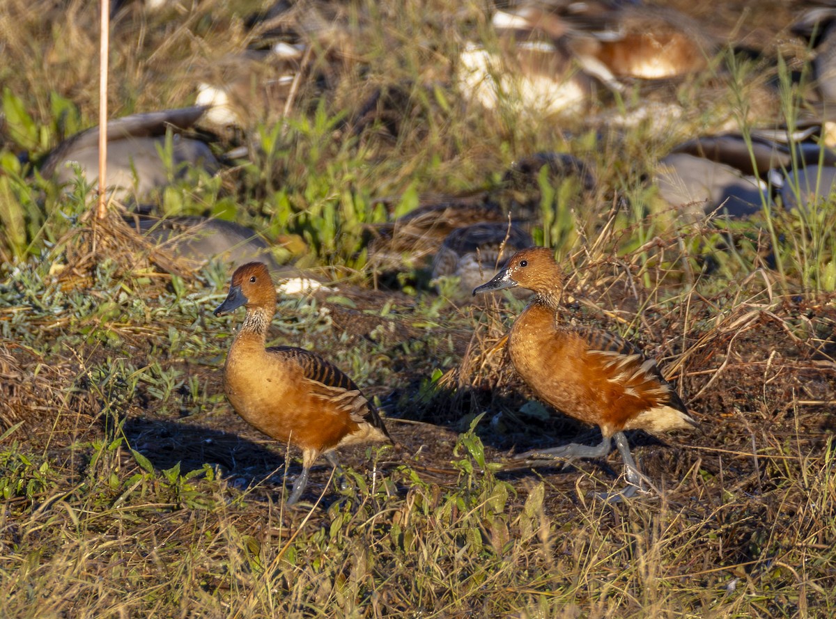 husička bažinná - ML646347548