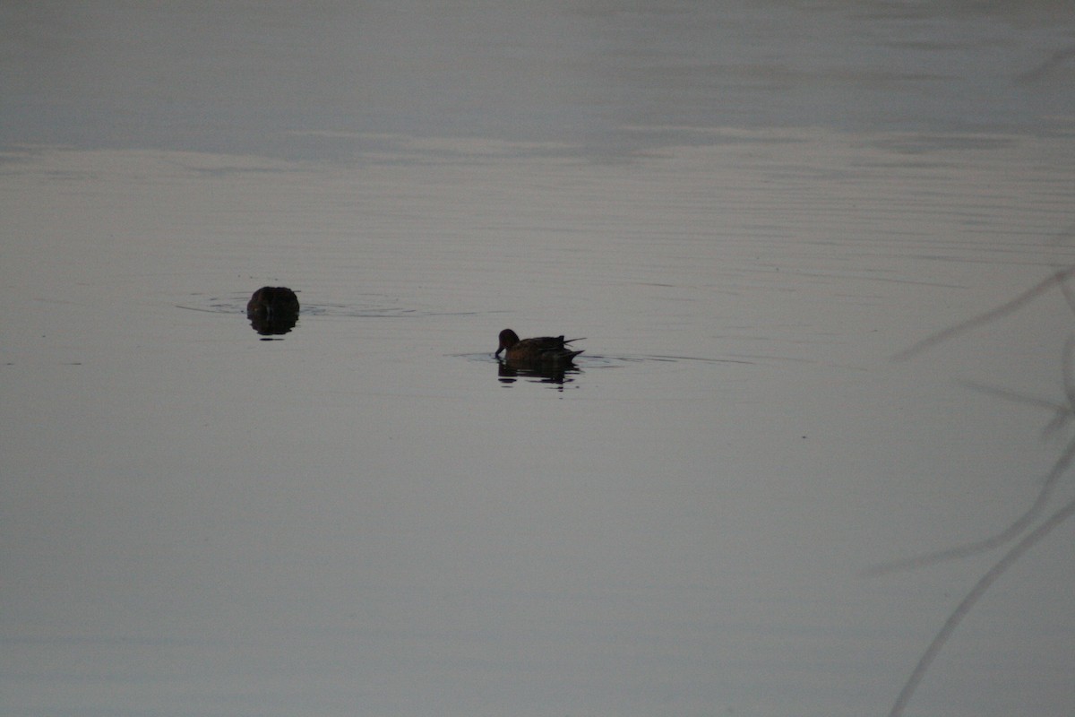 赤頸鴨 - ML646347549