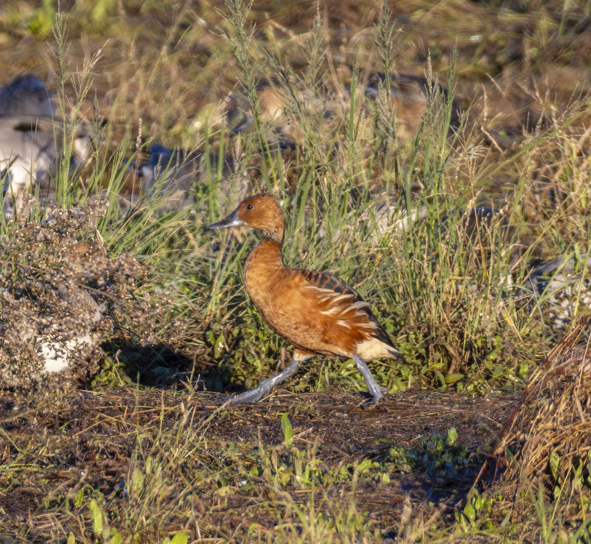 husička bažinná - ML646347550