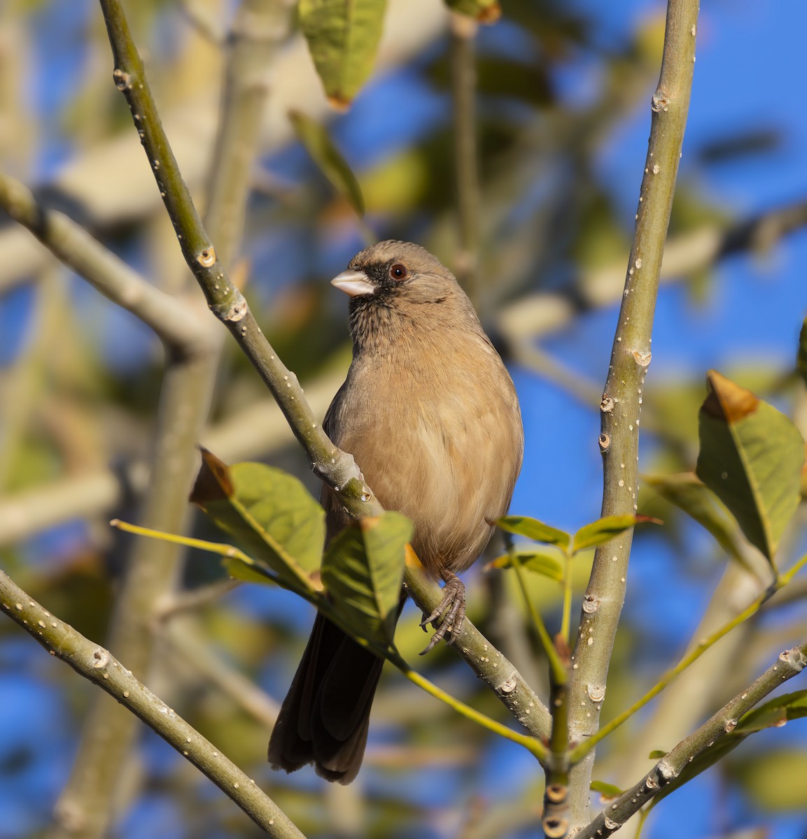 Abert's Towhee - ML646347551