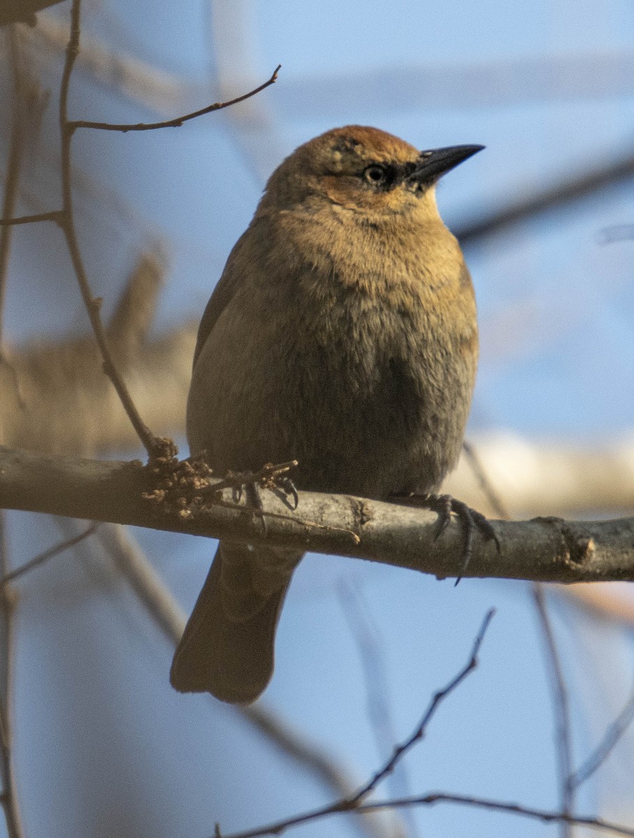 Rusty Blackbird - ML646347552
