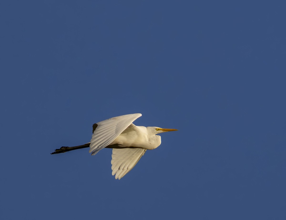 volavka bílá - ML646347553