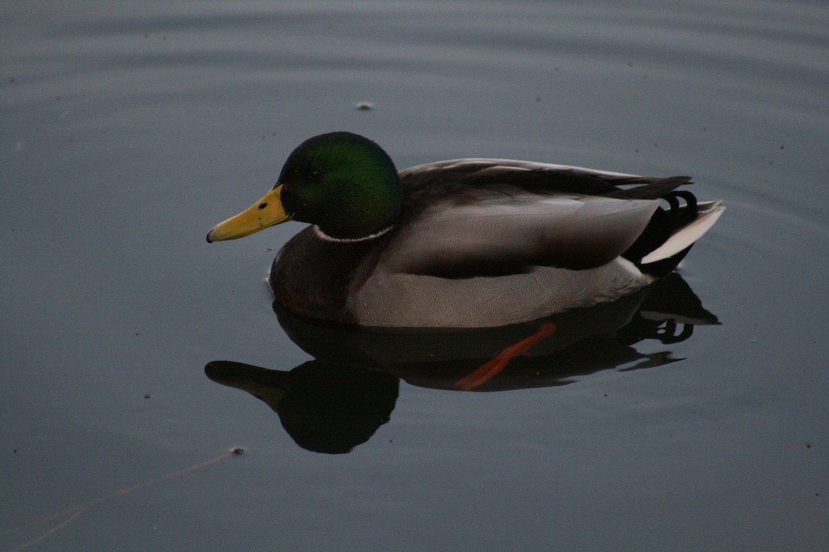 綠頭鴨 - ML646347556