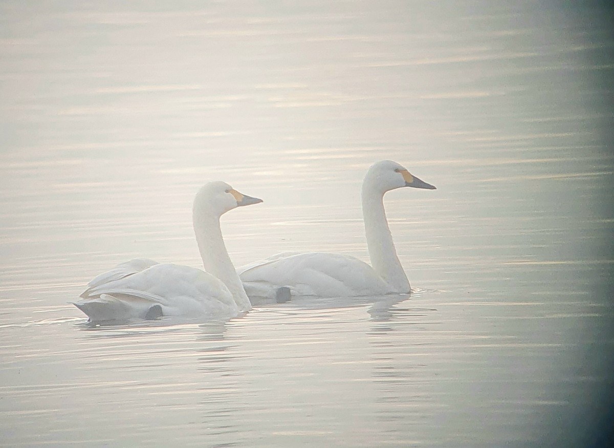 Tundra Swan - ML646347559