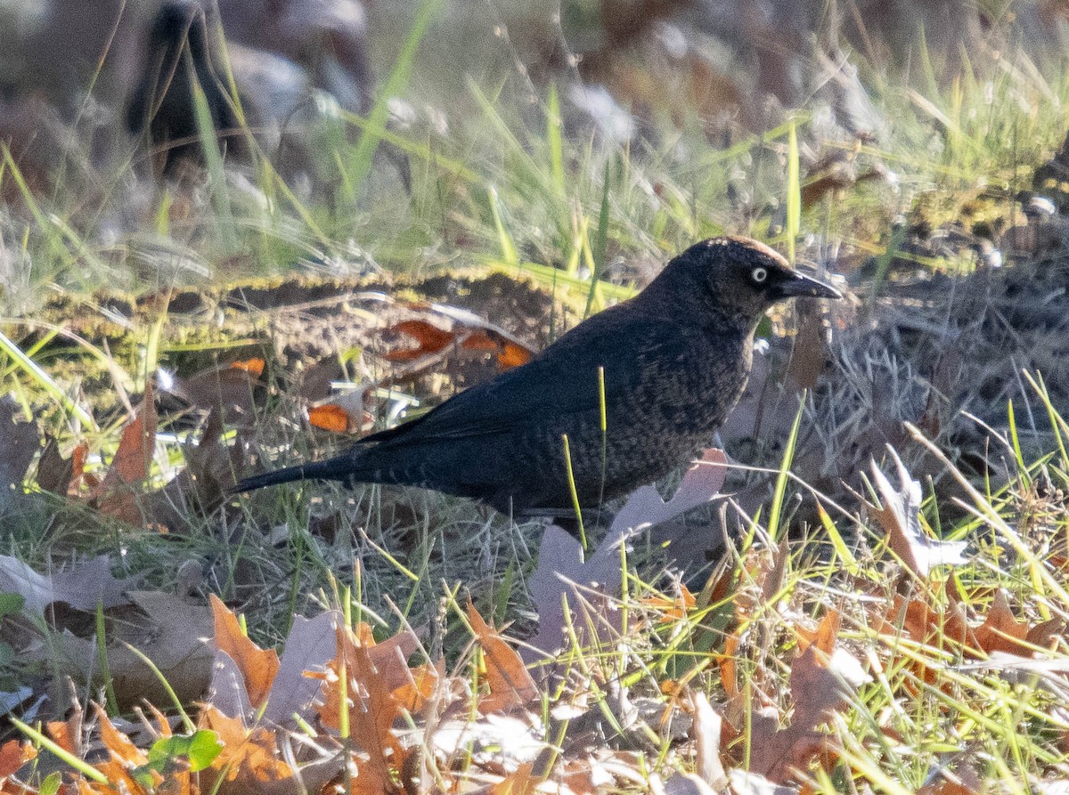 Rusty Blackbird - ML646347565