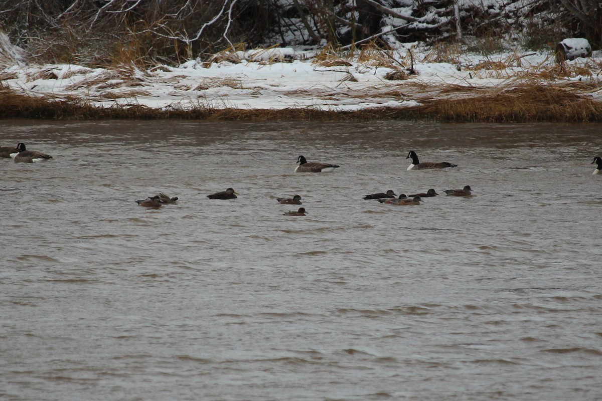 Eurasian Wigeon - ML646347567