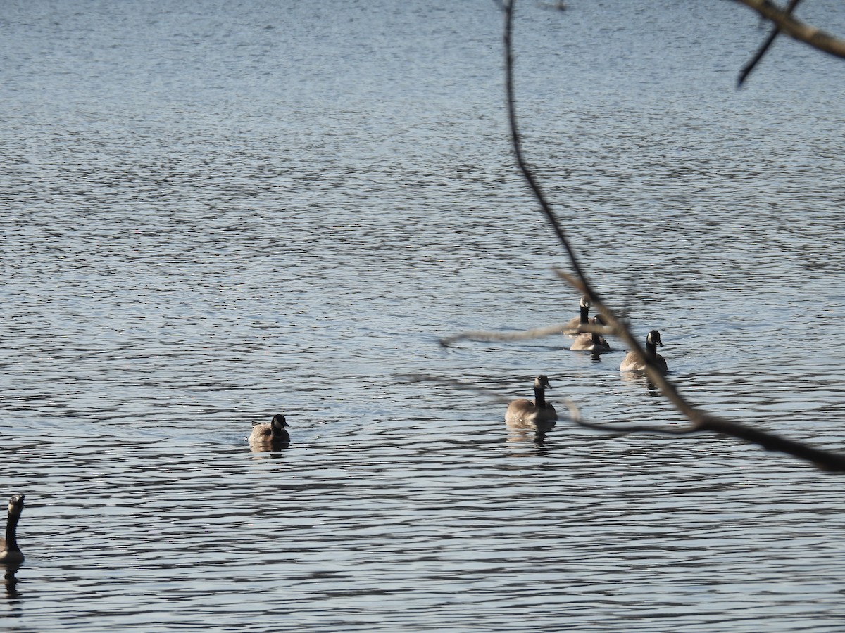 Cackling Goose - ML646347570