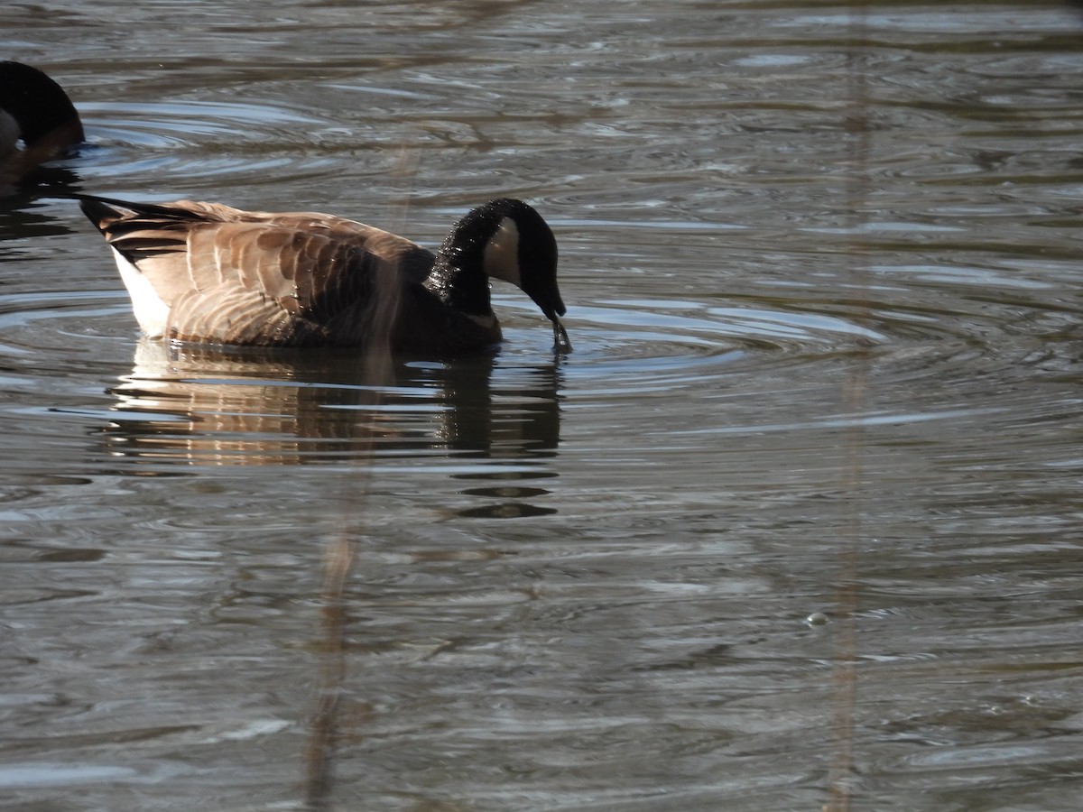 Cackling Goose - ML646347571