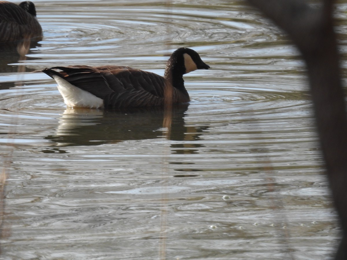 Cackling Goose - ML646347572