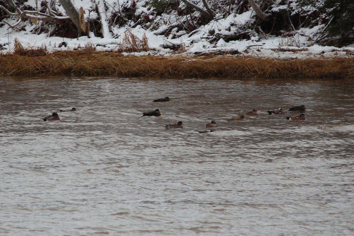 Eurasian Wigeon - ML646347573