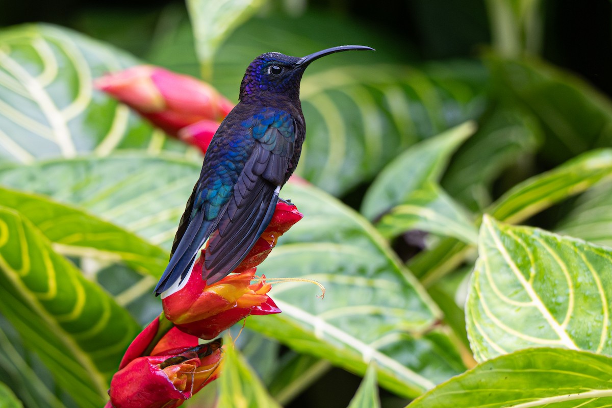 Violet Sabrewing - ML646347580