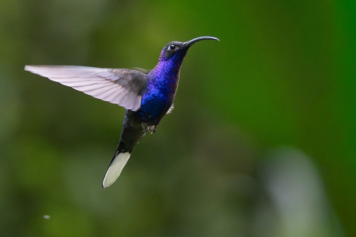 Violet Sabrewing - ML646347581