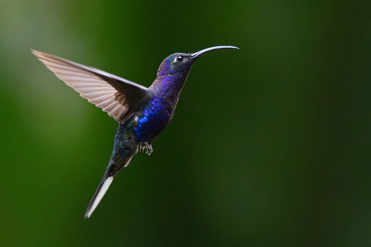 Violet Sabrewing - ML646347582