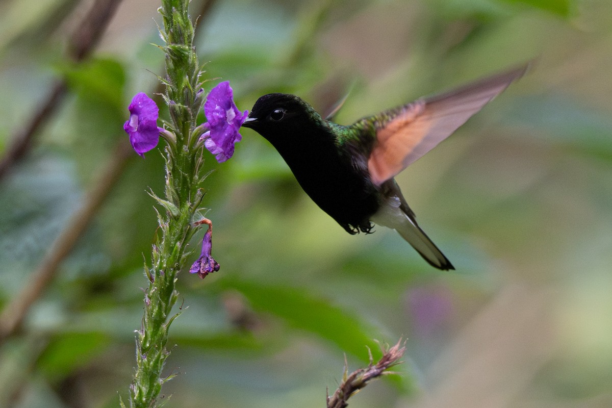Schwarzbauchkolibri - ML646347610