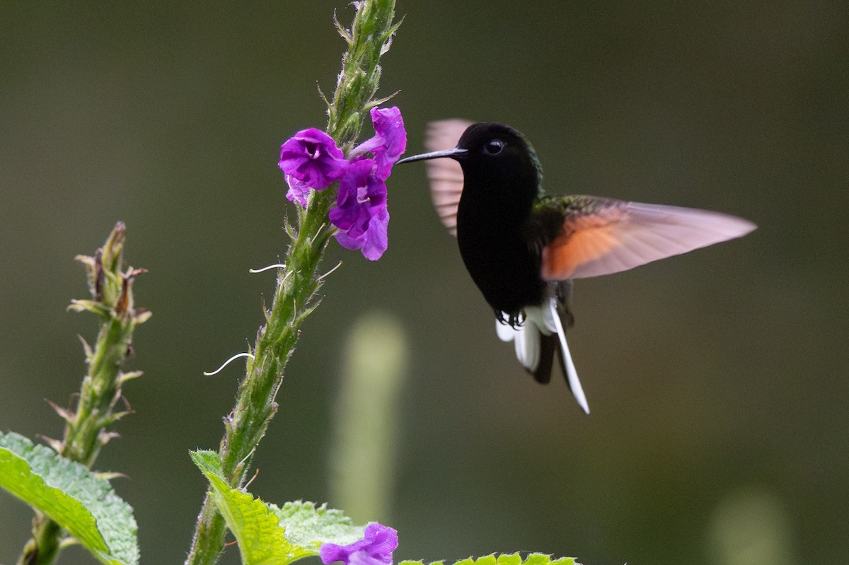 Schwarzbauchkolibri - ML646347611