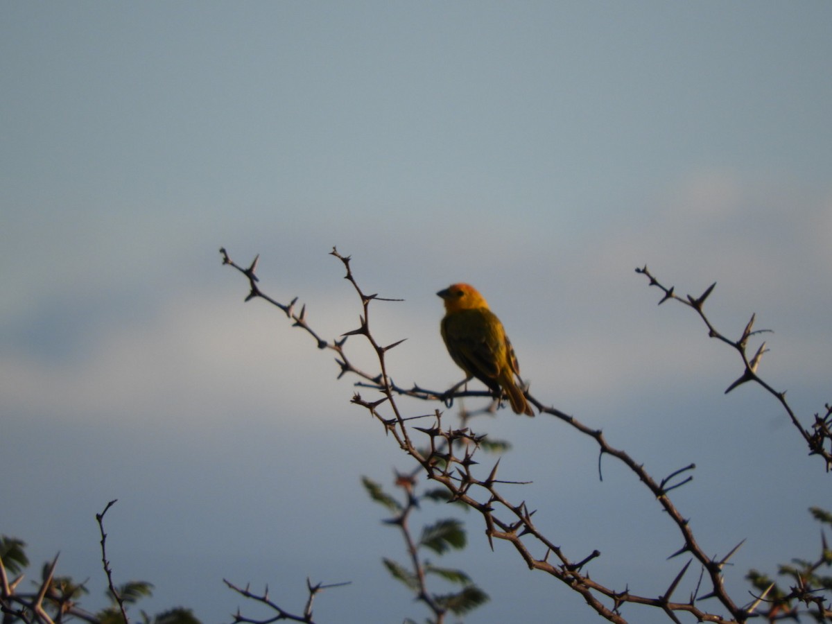 Saffron Finch - ML646347620