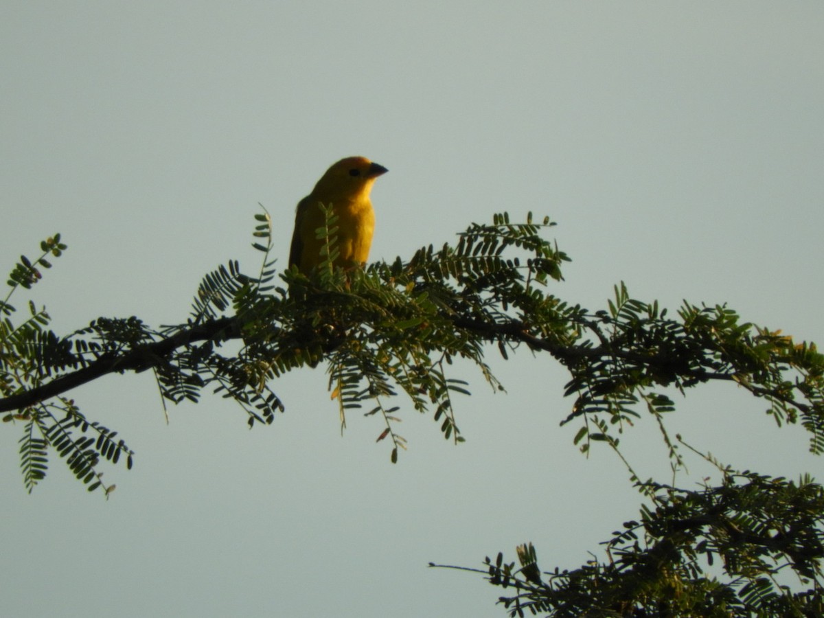 Saffron Finch - ML646347621