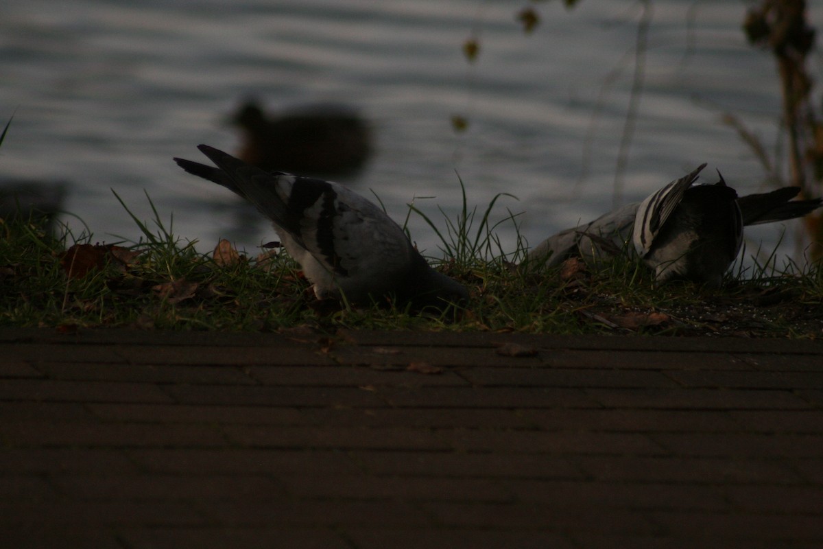 野鴿(野化) - ML646347625