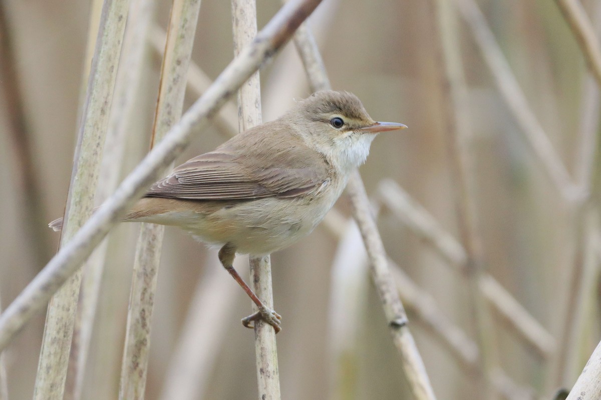 ヨーロッパヨシキリ（scirpaceus） - ML646347629