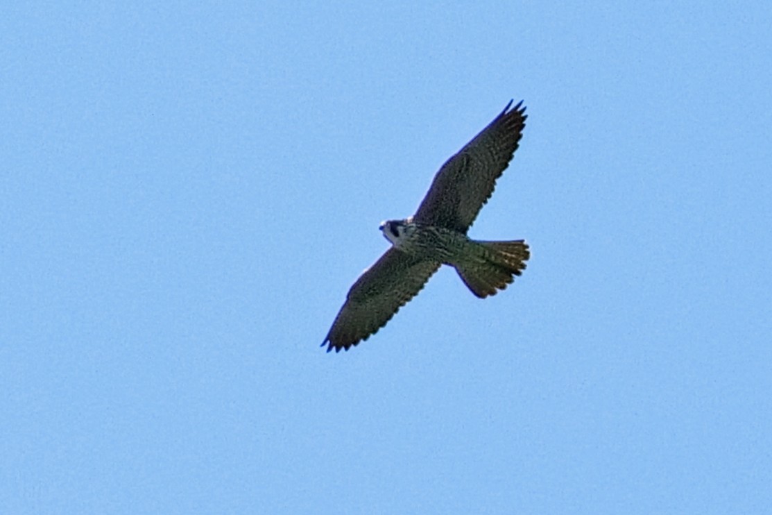 Peregrine Falcon - ML646347636
