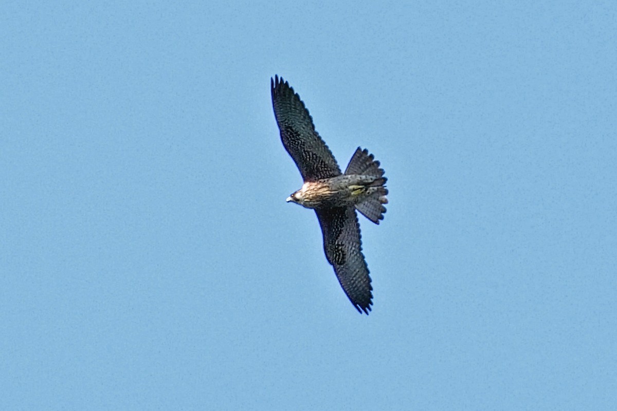 Peregrine Falcon - ML646347637