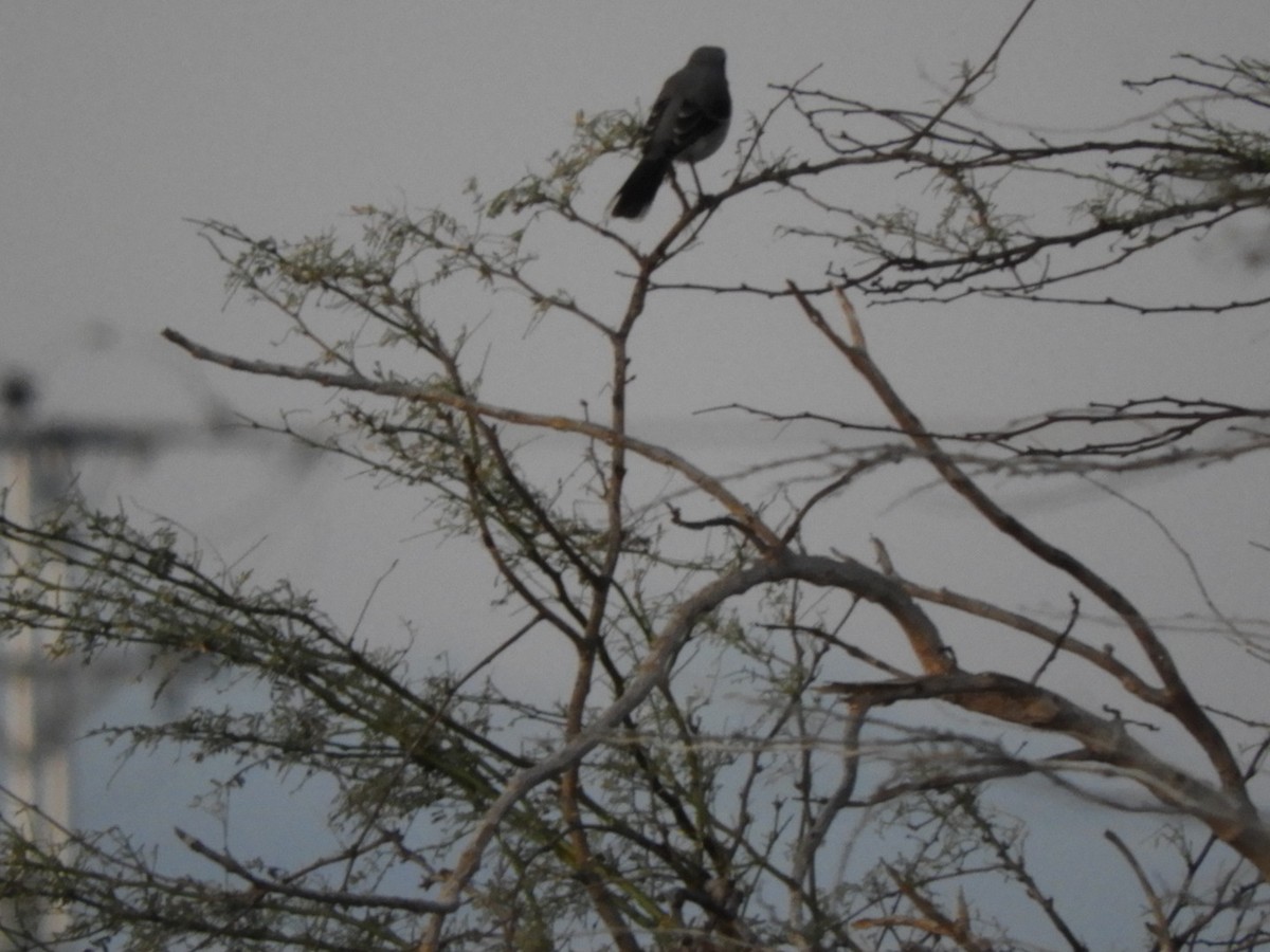 Tropikal Taklitçi - ML646347643