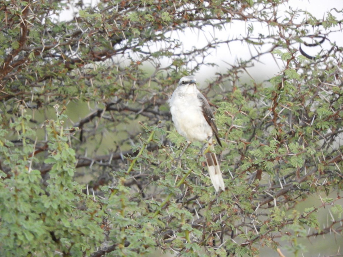 Tropikal Taklitçi - ML646347644