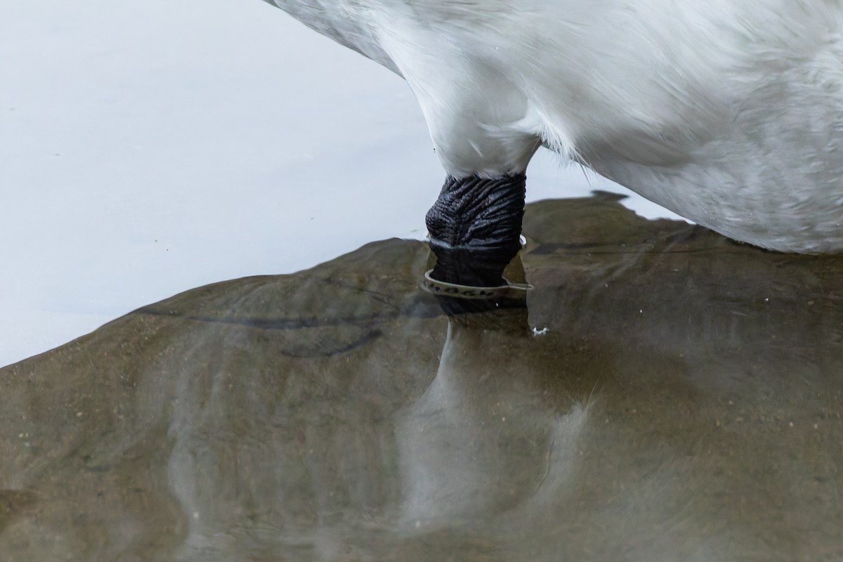 疣鼻天鵝 - ML646347646