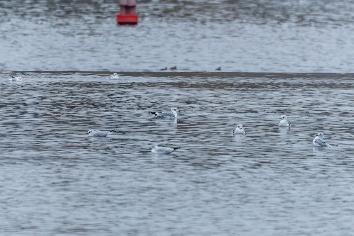 Common Gull - ML646347655