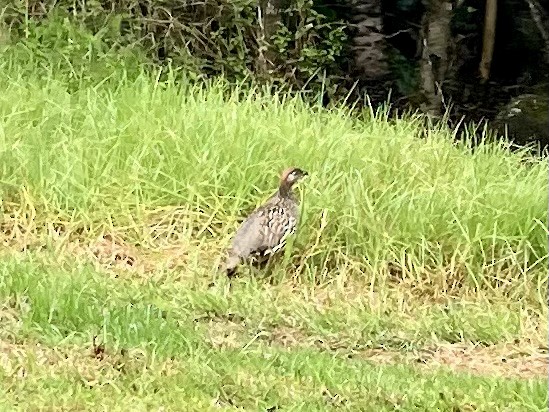 storfrankolin - ML646347681