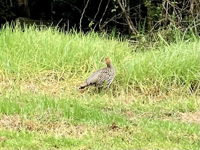 storfrankolin - ML646347682