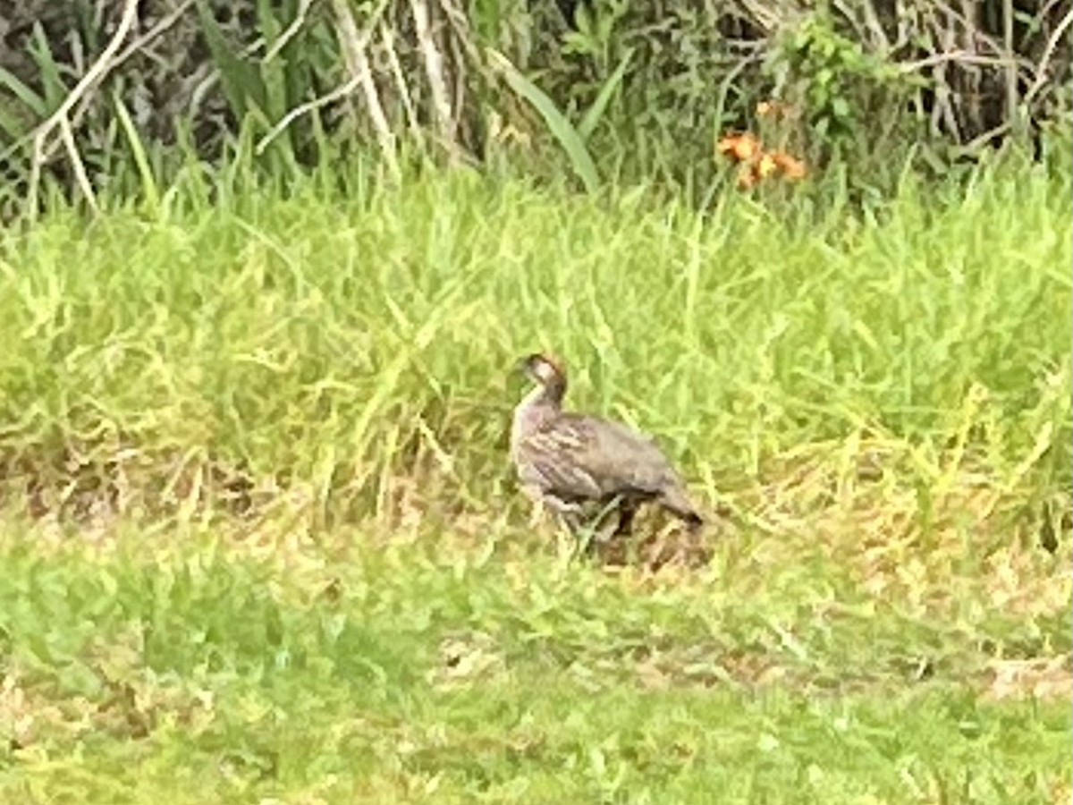 storfrankolin - ML646347683