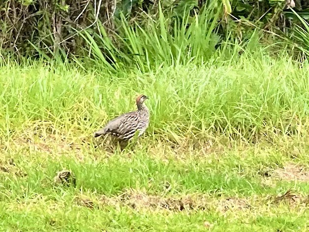 storfrankolin - ML646347684