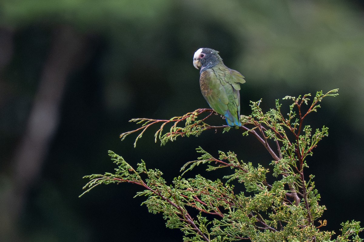 Loro Senil - ML646347688