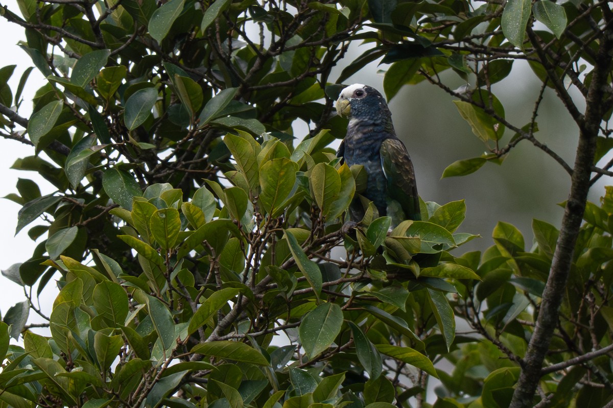 Loro Senil - ML646347689