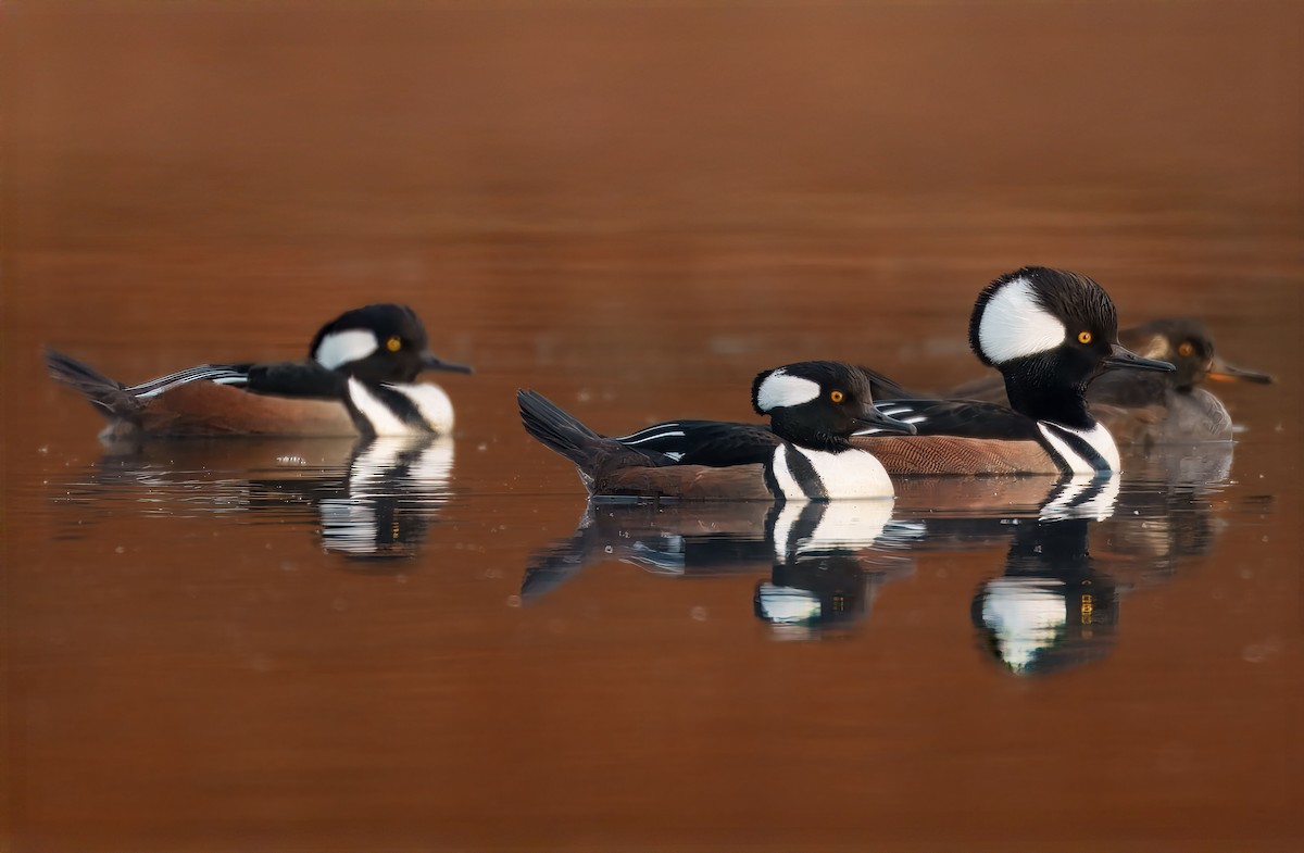 Hooded Merganser - ML646347705