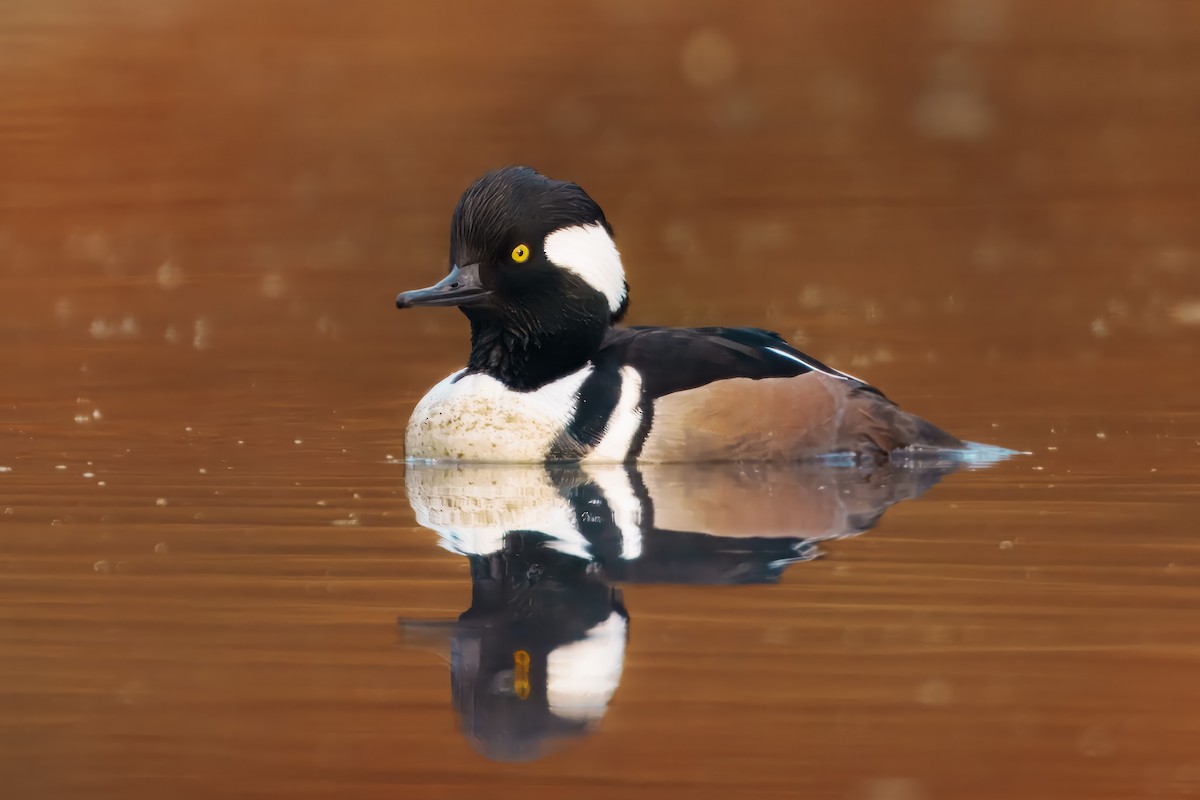 Hooded Merganser - ML646347706