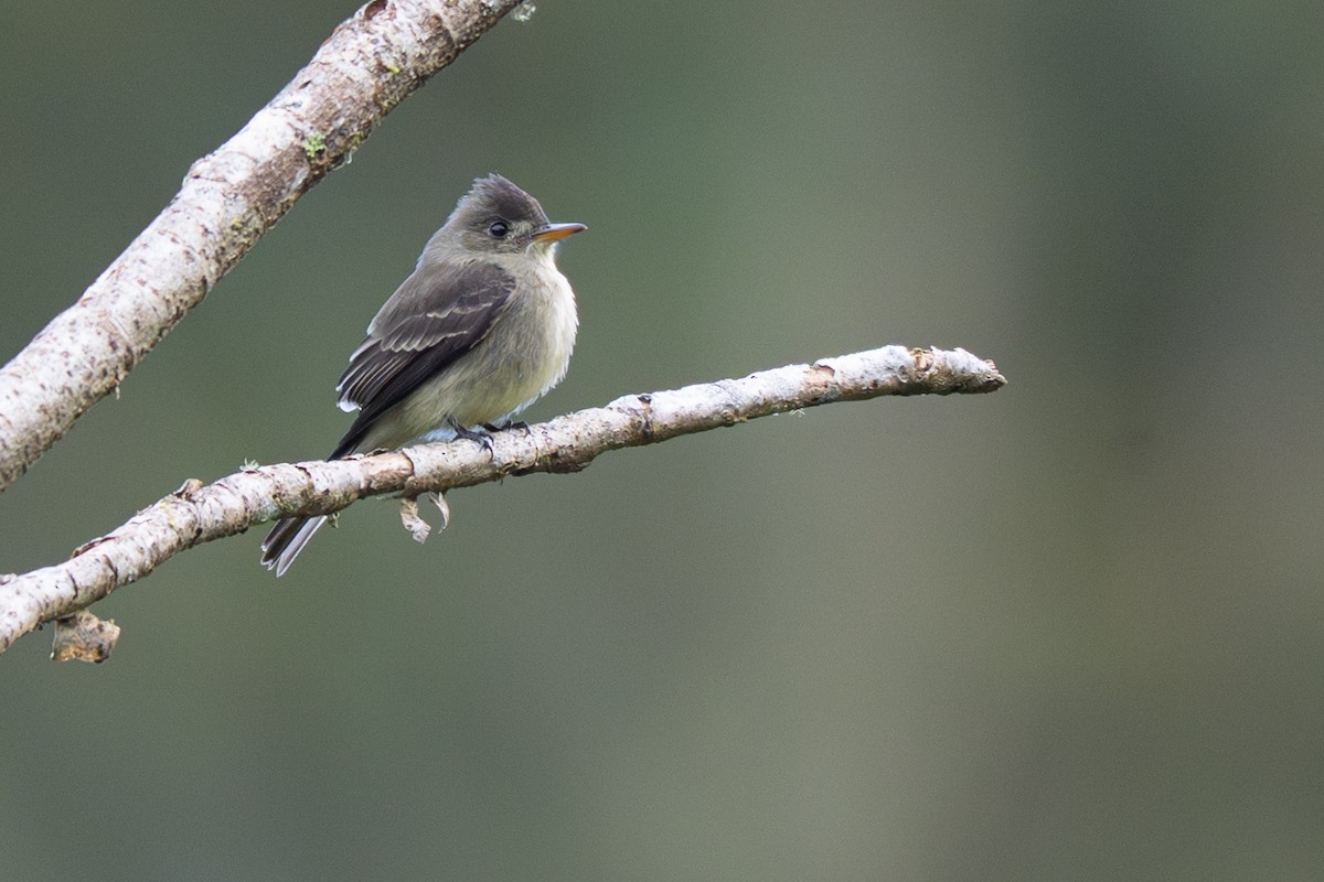 Northern Tropical Pewee - ML646347708