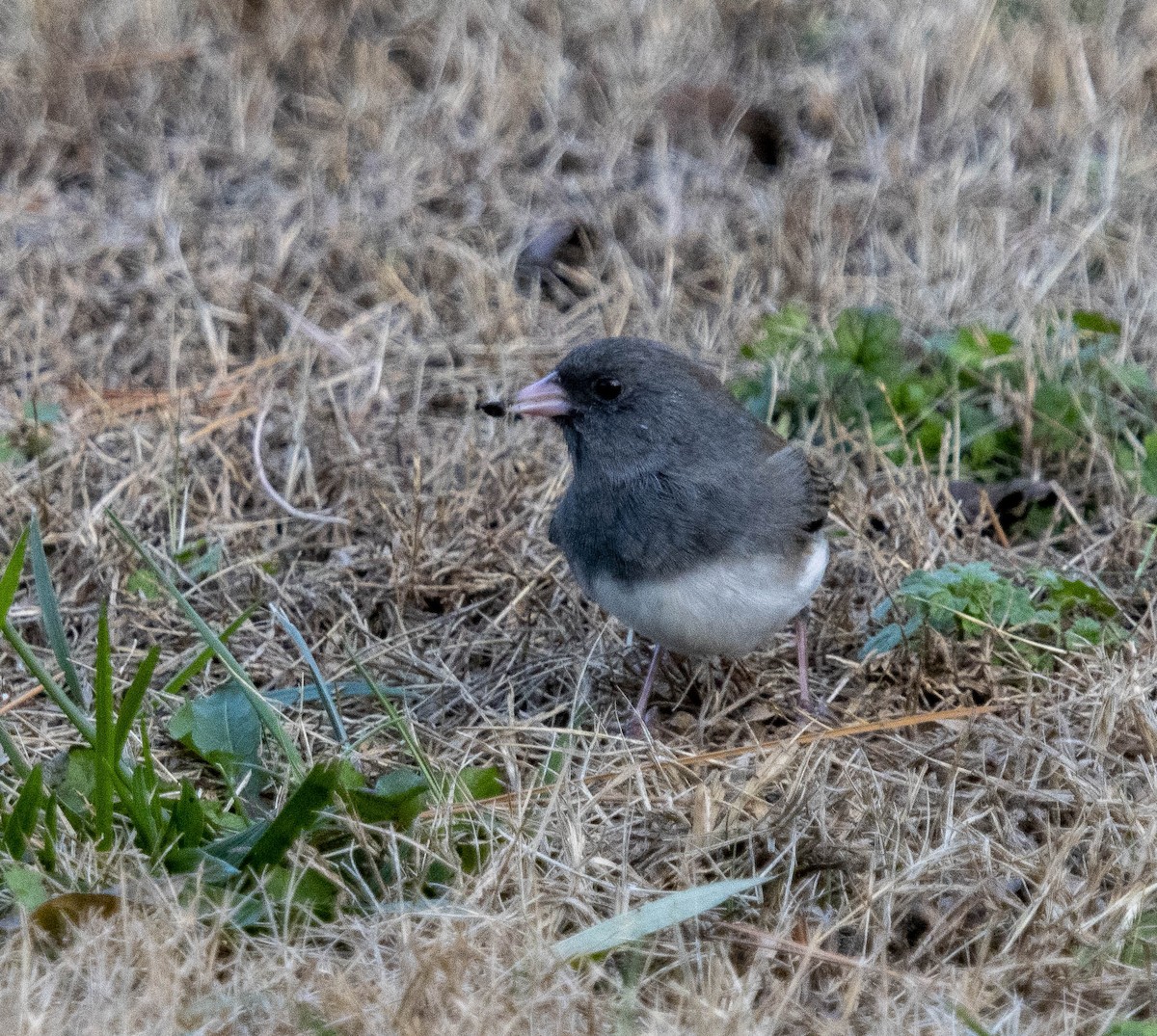 Dark-eyed Junco - ML646347711