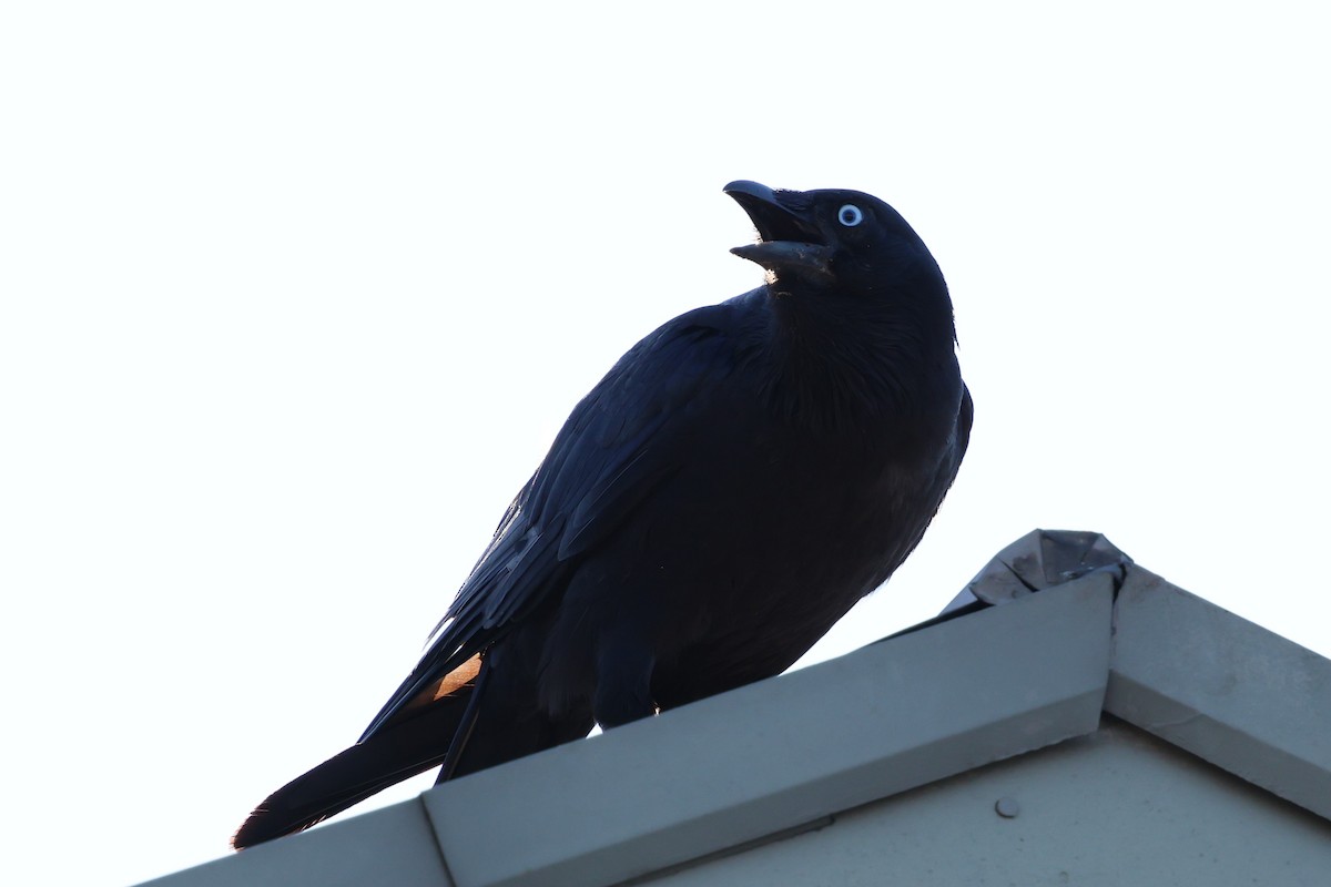 Petit Corbeau - ML646347716