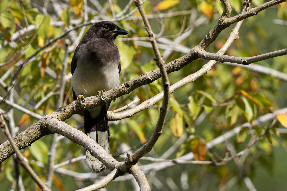 Brown Jay - ML646347717