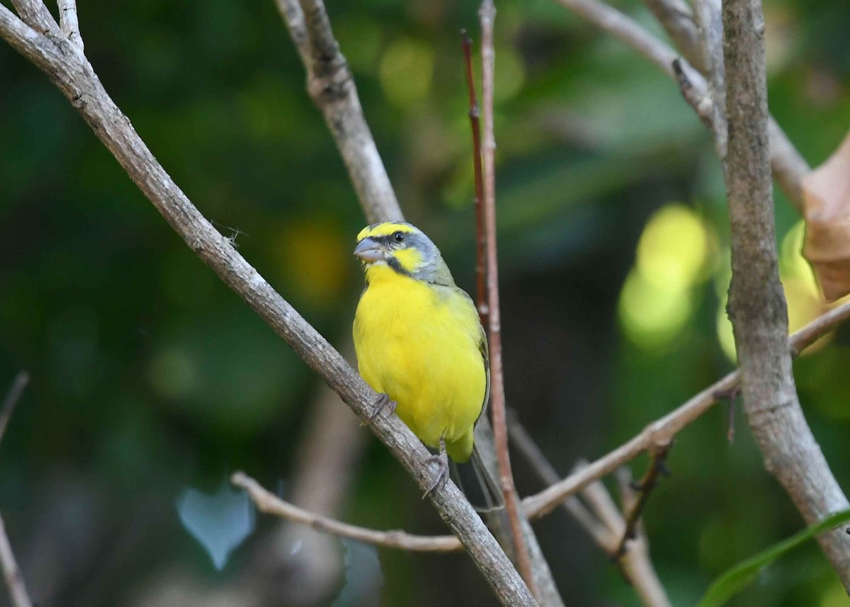 Yellow-fronted Canary - ML646347718