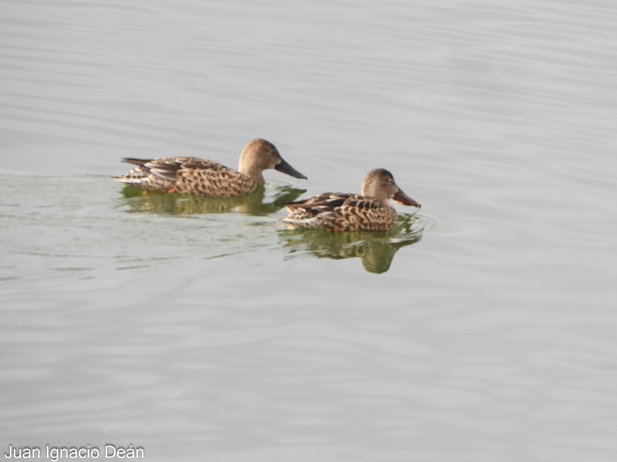 琵嘴鴨 - ML646347719