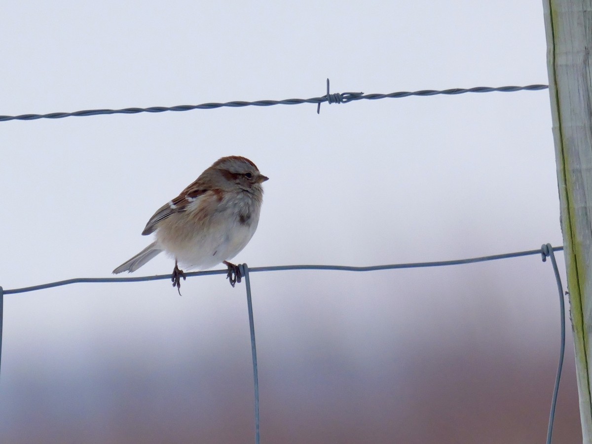American Tree Sparrow - ML646347722