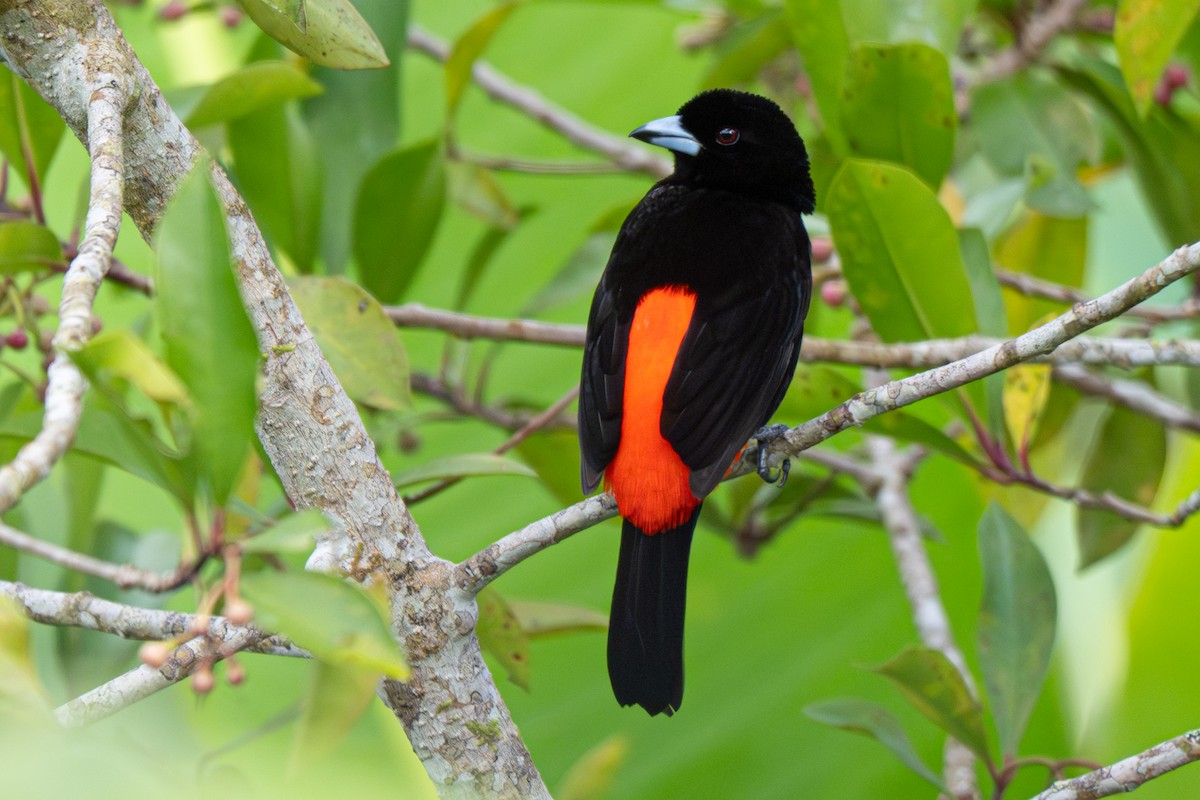 Scarlet-rumped Tanager (Passerini's) - ML646347723