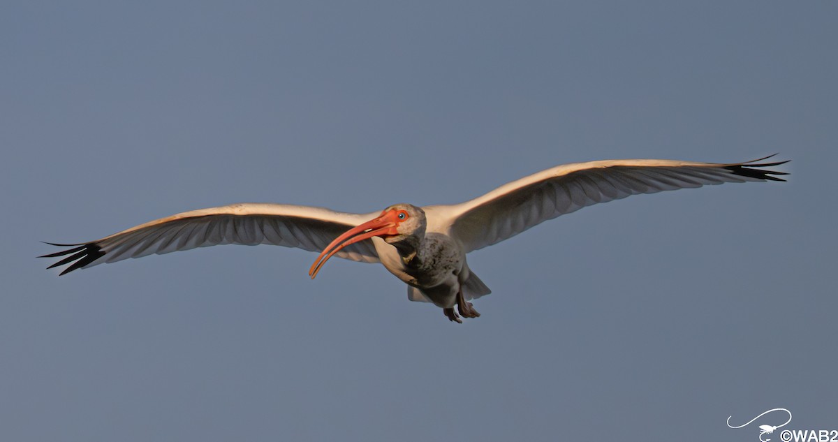 シロトキ - ML646347724