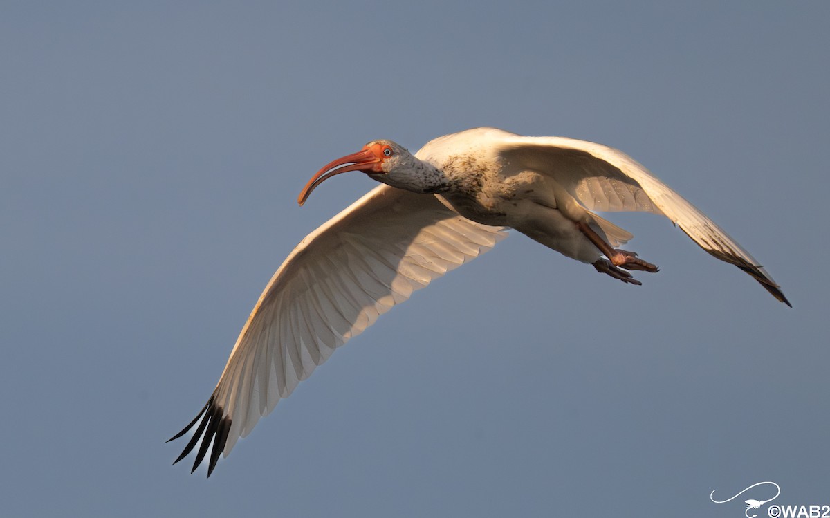 シロトキ - ML646347726